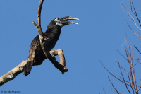 Anorrhinus galeritus; Bushy-crested hornbill; Plymnäshornsfågel