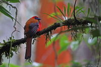 Harpactes whiteheadi; Whitehead's trogon; Kinabalutrogon