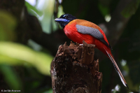 Harpactes orrhophaeus; Cinnamon-rumped trogon; Kaneltrogon