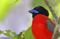 Harpactes orrhophaeus; Cinnamon-rumped trogon; Kaneltrogon