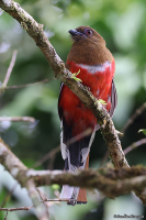 Harpactes erythrocephalus; Red-headed trogon; Rödhuvad trogon