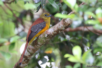 Harpactes oreskios; Orange-breasted trogon; Orangebröstad trogon