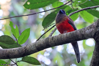 Harpactes diardii; Diard's trogon; Rosenringtrogon