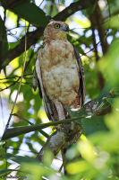 Nisaetus nanus; Wallace's hawk-eagle; Malajörn