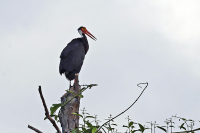 Ciconia stormi; Storm's stork; Sundastork
