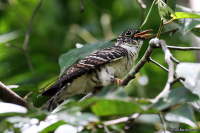 Cuculus micropterus; Indian cuckoo; Kortvingad gök
