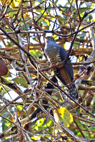 Cuculus lepidus; Sunda cuckoo; Sundagök