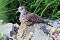 Geopelia striata; Zebra dove; Zebraduva