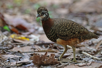 Tropicoperdix graydoni; Sabah partridge; Sabahhöna
