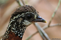 Tropicoperdix graydoni; Sabah partridge; Sabahhöna