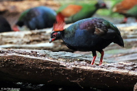 Rollulus rouloul; Crested partridge; Tofshöna