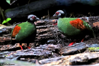 Rollulus rouloul; Crested partridge; Tofshöna