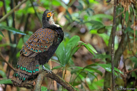 Polyplectron schleiermacheri; Bornean peacock-pheasant; Borneopåfågelfasan