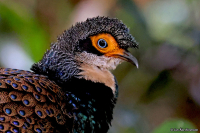 Polyplectron schleiermacheri; Bornean peacock-pheasant; Borneopåfågelfasan