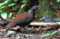 Polyplectron inopinatum; Mountain peacock-pheasant; Bergpåfågelfasan