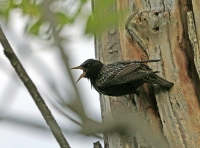 Sturnus vulgaris; Common starling; Stare