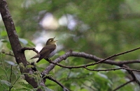 Phylloscopus sibilatrix; Wood warbler; Grönsångare