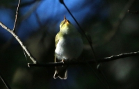 Phylloscopus sibilatrix; Wood warbler; Grönsångare