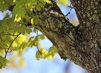 Certhia familiaris; Eurasian [Common] treecreeper; Trädkrypare