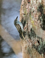 Certhia familiaris; Eurasian [Common] treecreeper; Trädkrypare