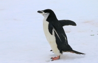 Pygoscelis antarcticus; Chinstrap penguin; Hakremspingvin