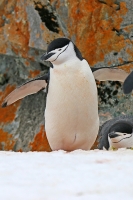 Pygoscelis antarcticus; Chinstrap penguin; Hakremspingvin