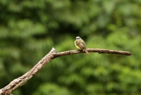 Tyrannus melancholicus; Tropical kingbird; Tropisk kungstyrann