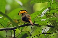 Onychorhynchus coronatus; Amazonian royal flycatcher; Krontyrann [Amazonkrontyrann]