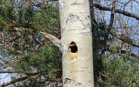 Dryocopus martius; Black woodpecker; Spillkråka
