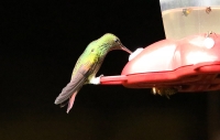Amazilia beryllina; Berylline hummingbird; Beryllsmaragd