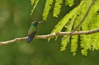 Amazilia saucerottei; Steely-vented hummingbird; Stålblåbukig smaragd