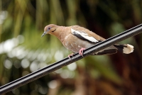 Zenaida asiatica; White-winged dove; Vitvingad duva
