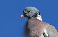 Columba palumbus; Common wood pigeon; Ringduva