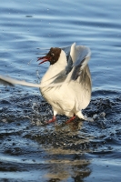 Larus ridibundus; Black-headed gull; Skrattmås