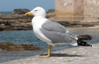 Larus michahellis; Yellow-legged gull; Medelhavstrut