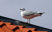 Larus canus; Common gull; Fiskmås
