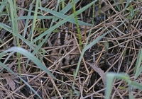 Gallinago gallinago; Common snipe; Enkelbeckasin