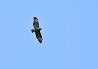 Buteo buteo; Common buzzard; Ormvråk