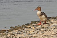 Mergus serrator; Red-breasted merganser; Småskrake