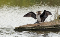 Phalacrocorax carbo; Great cormorant; Storskarv