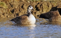 Branta canadensis; Canada goose; Kanadagås