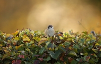 Passer montanus; Eurasian tree sparrow; Pilfink