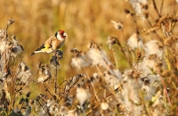 Carduelis carduelis; European goldfinch; Steglits