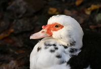 Cairina moschata; Muscovy duck; Myskand