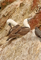 Sula variegata; Peruvian booby; Perusula