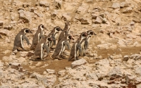 Spheniscus humboldti; Humboldt penguin; Humboldtpingvin