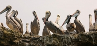 Pelecanus thagus; Peruvian pelican; Perupelikan