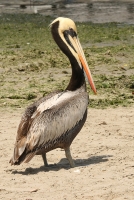 Pelecanus thagus; Peruvian pelican; Perupelikan