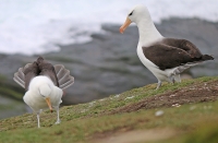 Thalassarche melanophris; Black-browed albatross; Svartbrynad albatross