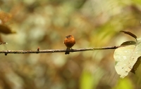 Pyrrhomyias cinnamomea; Cinnamon flycatcher; Kaneltyrann
